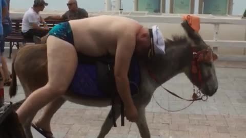 Drunk man on donkey