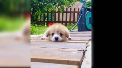 Baby Dogs - Cute and Funny Dog Videos Compilation