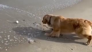 Adorable Moment Hero Pet Dog 'Rescues' who is Playing Ball in the sea