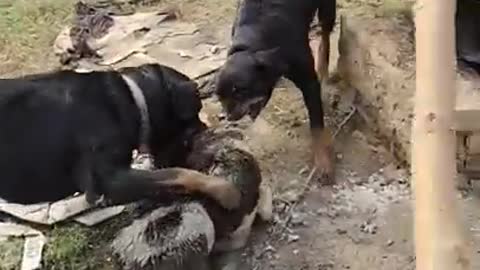 Rottweiler Dog Fight - Aggressive Dogs