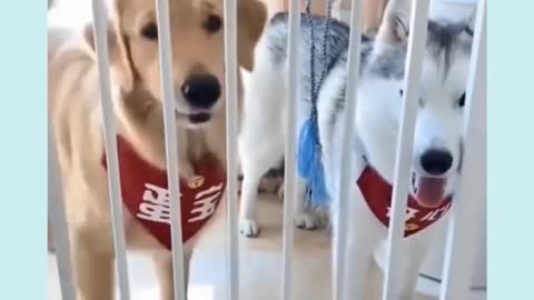 super funny dog video