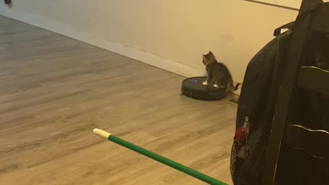 Kitten Takes A Ride On Roomba