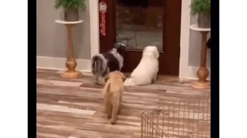 Puppy pranking his nosey siblings 🤣😂