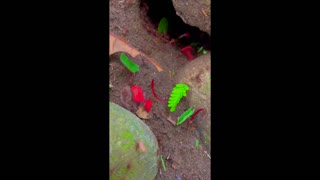 Leafcutter ants in costa Rica
