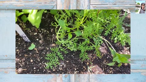 My Vegetable Garden Growing - 5.25.23