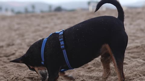 Little Dog digging for Gold on the Beach !!