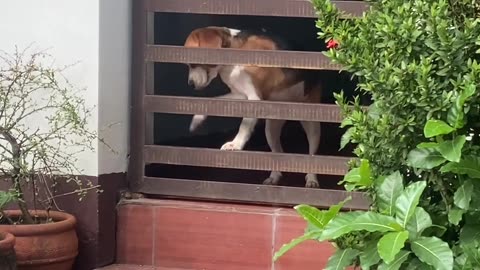 Beagle Puppy's Escape Attempt Fails