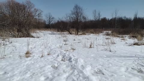 Snowshoe to see some abandoned farm equipment and cars