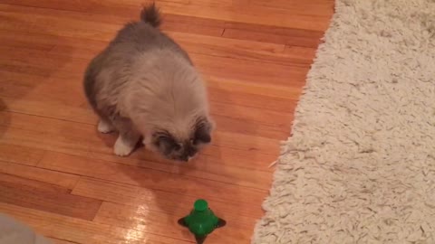 Fluffy kitty plays with butterfly