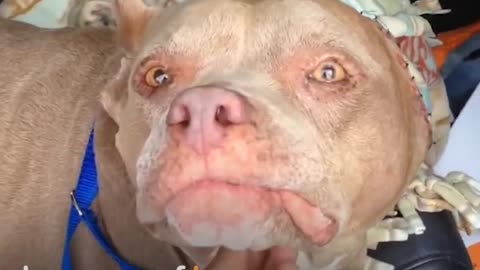 Pit Bull With No Ears Finally Finds Love | The Dodo