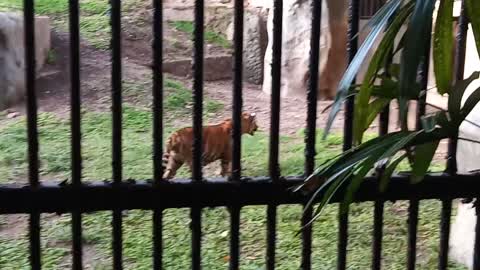 Tiger Cubs playing