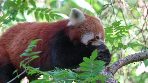 World's Weirdest Animals: Red Panda