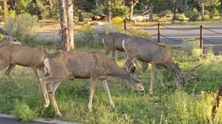 Deer | South Rim Grand Canyon