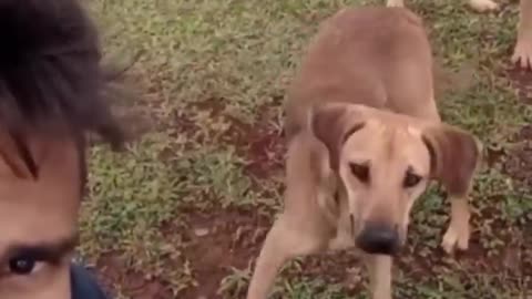 Hilarious Cat and Dog Compilation 🐱🐶 | Laugh Till You Drop