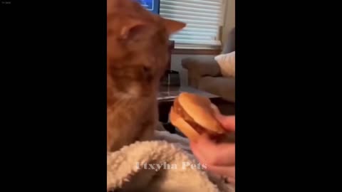 Cats Doing The Most Unexpected Funny Things ( 2024 Compilation )