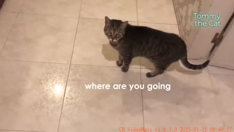 My cat doesn't like me leaving for the office, so he does this