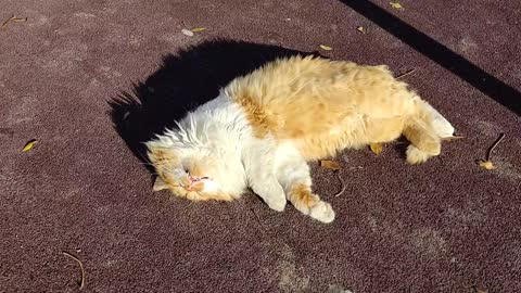 Cat resting under the sun