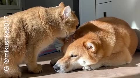 cat and dog love