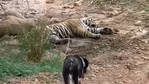 Tiger the Killer? :(