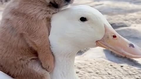 Dog and goose