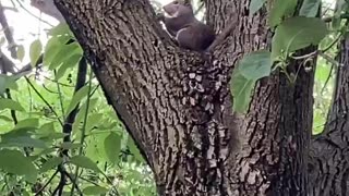 Squirrel Eating Lunch