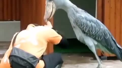 exclusive_bird The shoebill stork (scientific name: Balaeniceps rex)