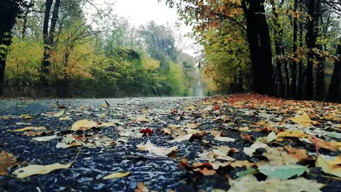 nature singing song | rain on forest road | road nature side video | Relaxing video raining