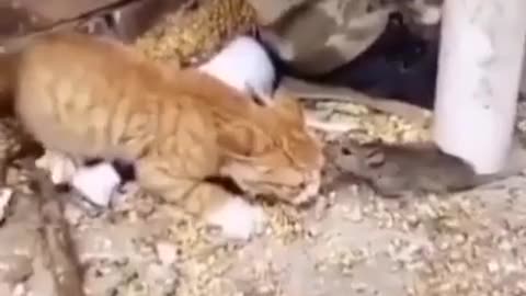 Mouse vs Cat , it's first time happened
