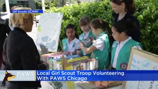 Local Girl Scouts to volunteer at PAWS Chicago Sunday