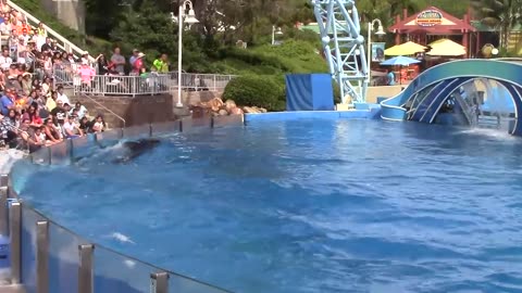 Dolphin Days (Full Show) at SeaWorld San Diego on 8/04/2023