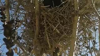 Cats have found an abandoned nest of crows...