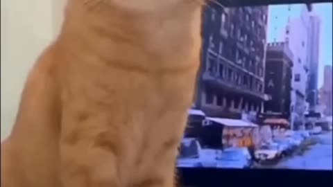 Funny animal's video. So funny cat's