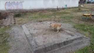 Bella the community dog digging during play time