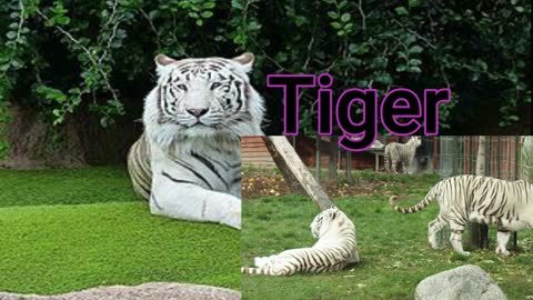 A show of white tigers