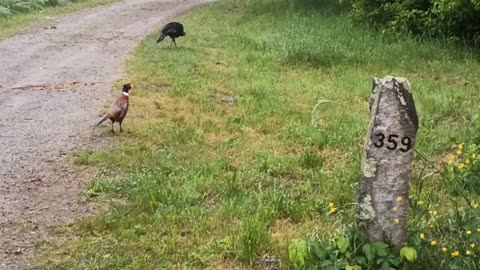 Pheasant and Turkey