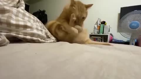 #funnycatvideo