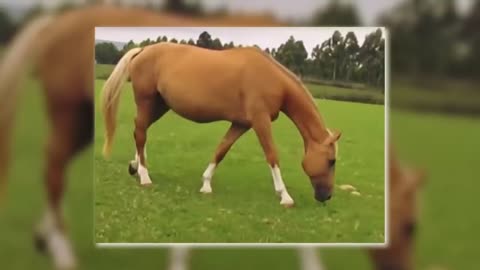 When This Woman Saw What Her Horse Gave Birth To, She Couldn't Stop Screaming!