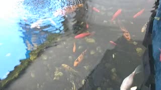 Koi Pond and Beautiful Koi