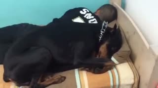 Dog attempts to wake up owner, takes nap instead