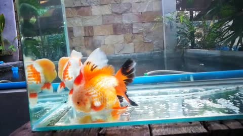 The most beautiful Oranda Goldfish-16