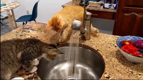cute cat and his friend are smart and funny together, a collection of funny animal videos rumble