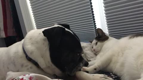 Cat and dog adorable morning snuggles