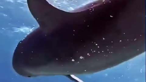 A dolphin shows its amazing skills to a scuba diver