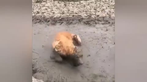 So funny dog playing