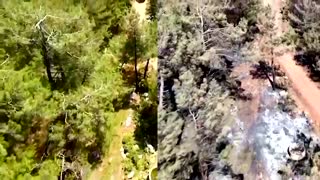 Compared: Turkish woodland before and after wildfires