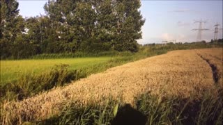Orb appears in a crop circle but is it real?