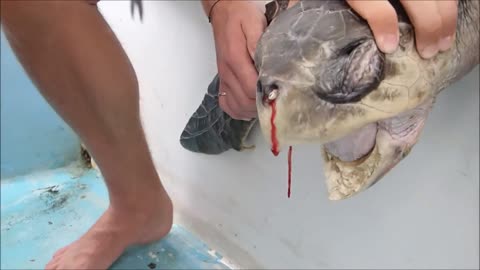 Straw stuck in turtle's nose😱😢😧