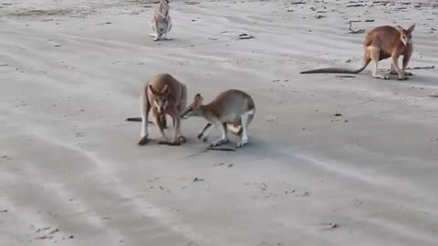 Wallaby Fight on the beach of Cape Hillsborough
