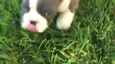 Bully puppy running for his life!! #Hilarious #shorts