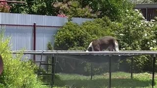 Dog Has Fun Jumping on Trampoline